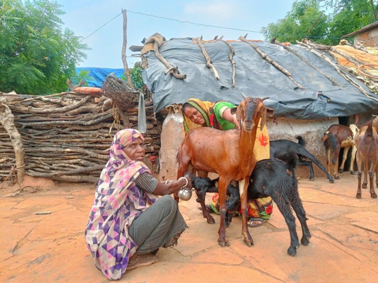 From Struggle to Stability: Bindo Bai’s Journey with Goats and Gardens