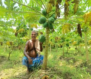 Fruits of Change: How Papaya Farming Uplifted a Village Farmer’s Life