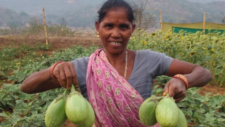 Ms. Ashi Saraka with Brinjal harvested from the field 2