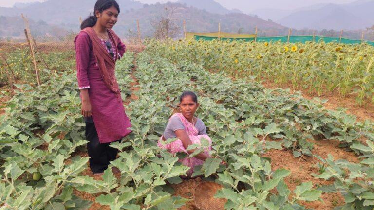 Ms. Ashi Saraka with Brinjal harvested from the field 3